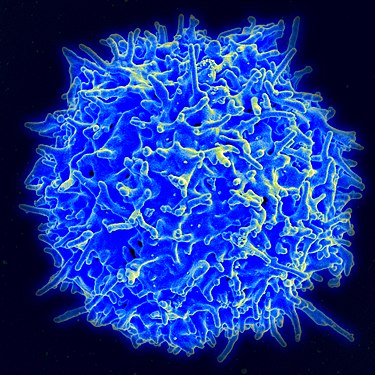 375px-healthy_human_t_cell.jpg